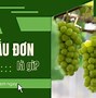 Giá Trị Dinh Dưỡng Của Nho Mẫu Đơn