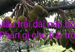 Sầu Riêng Trái Tròn